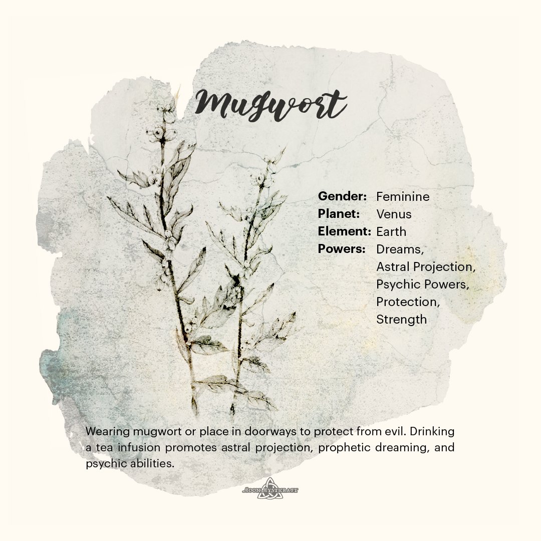 MoonMysticraft's tweet photo. MUGWORT ~ Wearing mugwort or place in doorways to protect from evil. Drinking a tea infusion promotes astral projection, prophetic dreaming, and psychic abilities.
Discover the Moon Mysticraft Etsy Shop ✨ #folkmagic #spelljars #witchcraft #spellcrafting #oldways #rituals https://t.co/NqkUk66DiC