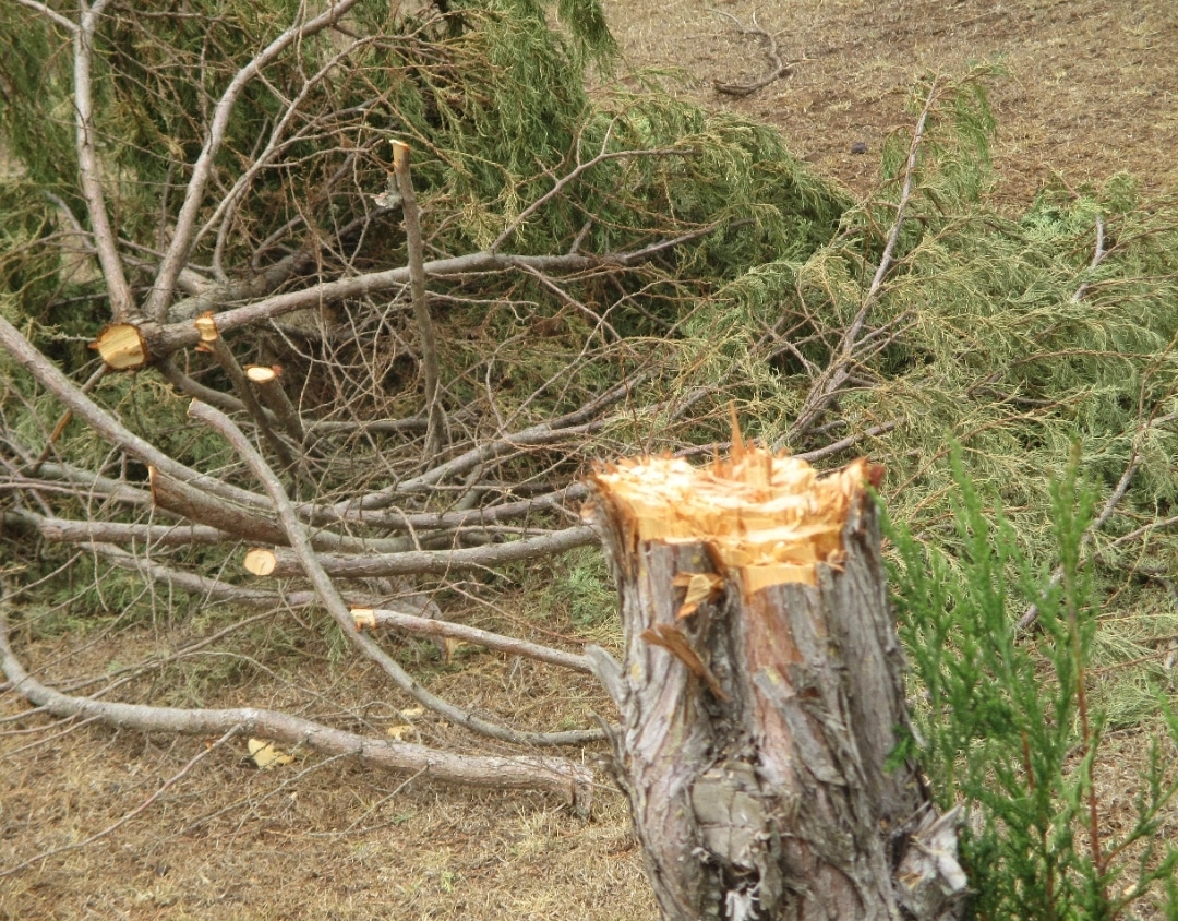 mountkenyatrust's tweet photo. Logged cypress tree discovered during a routine security patrol by MKT rangers.

#MKTRangers #MKT_Operations #forestrangers #MountKenyaTrust  #MKT_Operations #forestconservation #redcedar #saynotologging #illegallogging #stoplogging #saveourtrees https://t.co/IoBv1JHKld