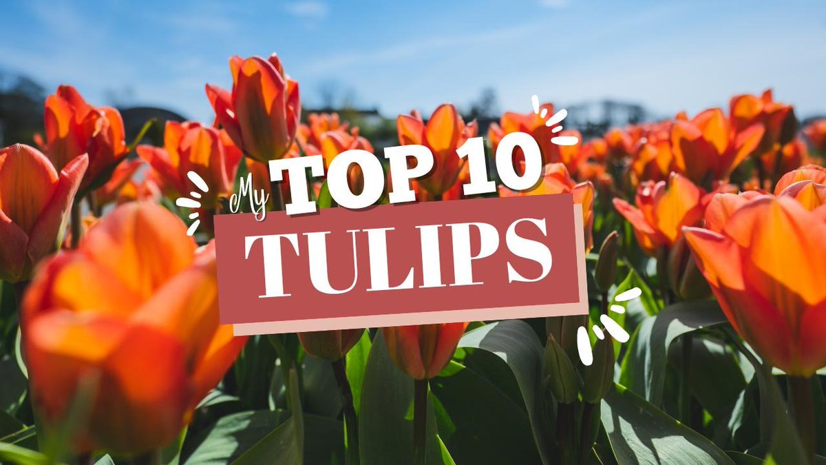 It's not too late to order fabulous varieties. Here are some of my favourites youtu.be/VBBzdmT0rIA