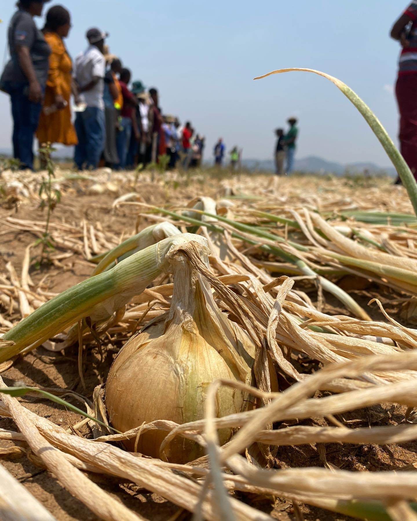 Francis B. Mapindani on Twitter "The drive for onion 🧅 self