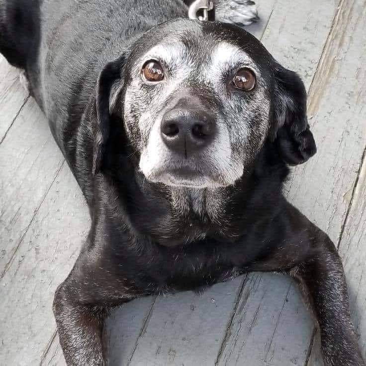 thehappydog_'s tweet photo. Hi,, today is my 19th birthday 🥳 🎉🎂 https://t.co/MkjWWxiU40