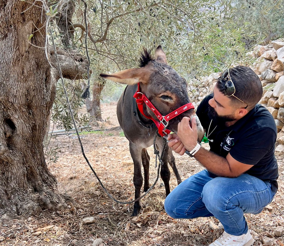 safehaven4donks's tweet photo. 😢 Heartbreaking seeing this poor donkey tied up to the tree in an unimaginable uncomfortable position - no wonder the donkey was crying out for help💔

🚑 Dr Rakan was on hand to release the donkey &amp; replace the rope with a headcollar &amp; give firm advice to the donkey's owner🙏 https://t.co/Iaoj1pKM3q