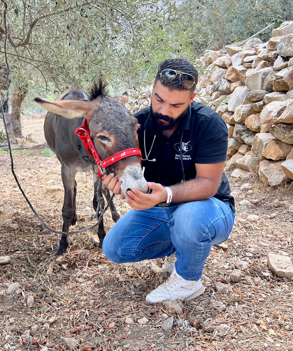 😢 Heartbreaking seeing this poor donkey tied up to the tree in an unimaginable uncomfortable position - no wonder the donkey was crying out for help💔

🚑 Dr Rakan was on hand to release the donkey &amp; replace the rope with a headcollar &amp; give firm advice to the donkey's owner🙏