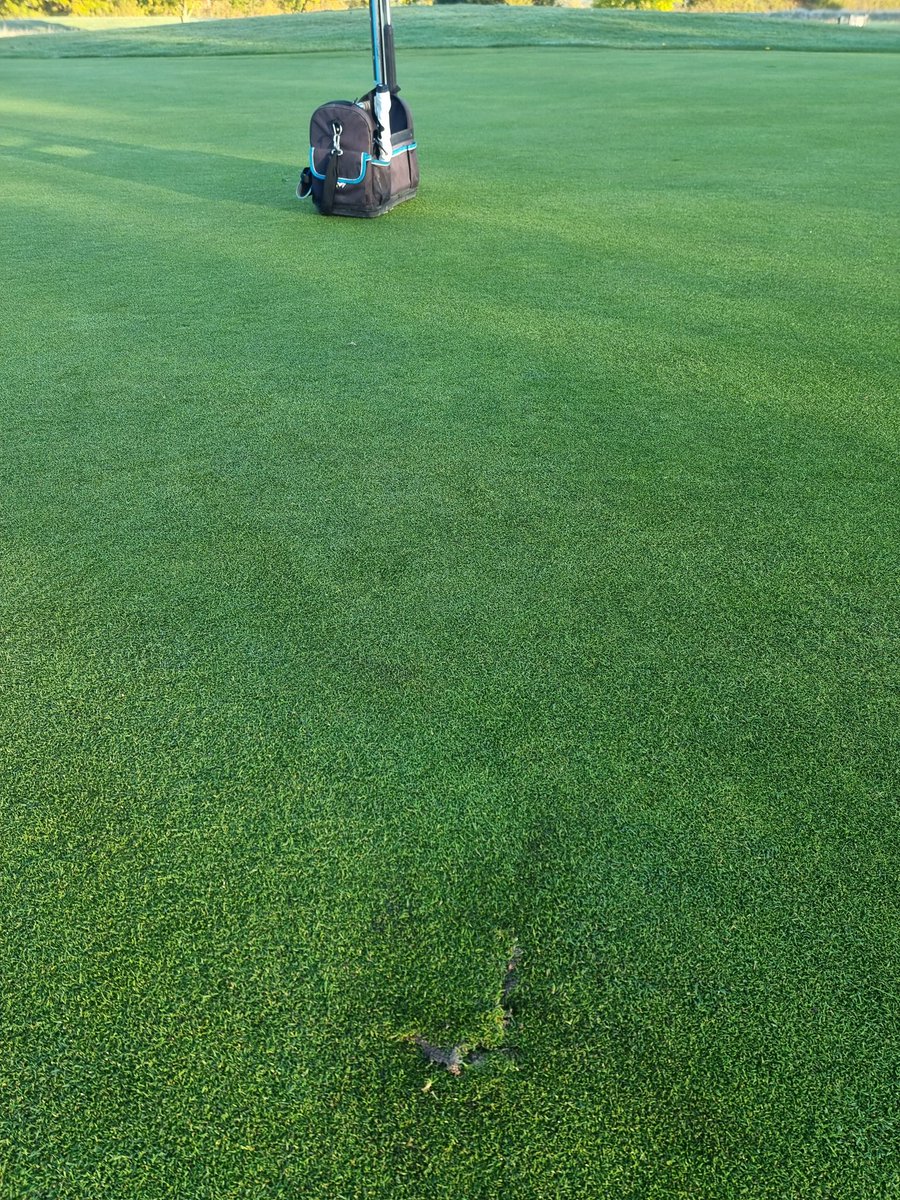 Love finding a divot on the greens in the morning. Sets the day up well 🙄