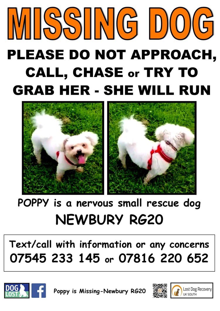 RecoveryDog's tweet photo. ❌URGENT ALERT❌
POPPY - missing 14/10 #Newbury #Berks UK #RG20
Owner abroad, ran from family 😢
‼️PLEASE KEEP EYES PEELED ‼️
🚫DO NOT FOLLOW/GRAB/CHASE/PRESSURE
☎️ PLEASE CALL IF SPOTTED 🙏🏻
#missingdog #lostdog #dogsoftwitter #RescueDog #help #FindMe #dog #bichonfrise #URGENT https://t.co/CmPUD5T0xt