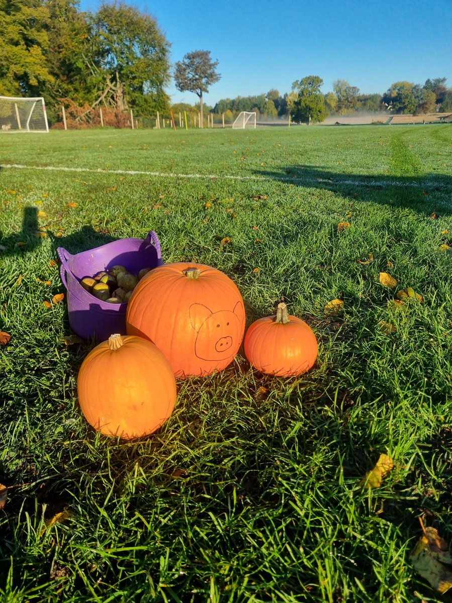 YH_SmallHolding's tweet photo. A pumpkin hunt set out for Nursery this morning, I wonder which animals the pumpkins are for... @YH_EarlyYears #pumpkins #smallholding @YorkHouseSch https://t.co/NSU8N7zVGm