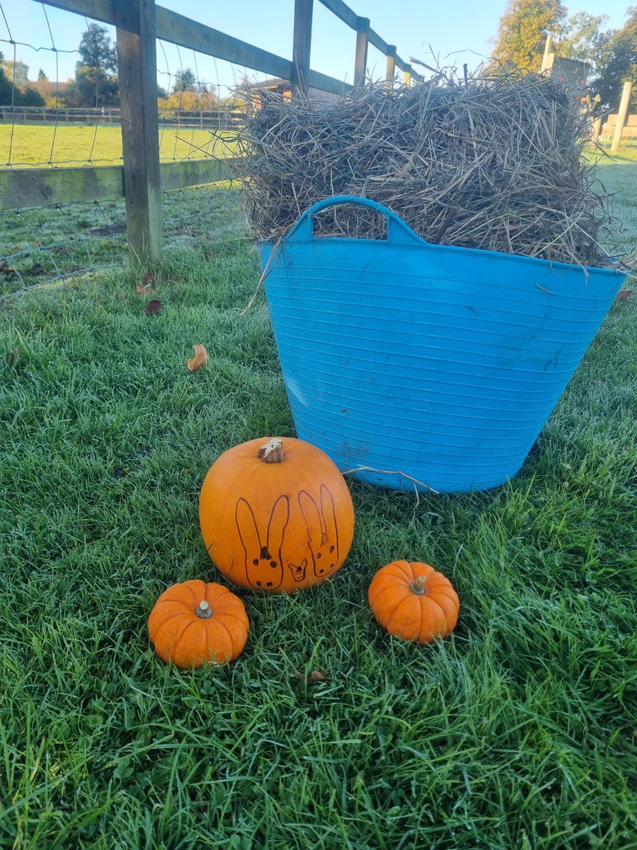A pumpkin hunt set out for Nursery this morning, I wonder which animals the pumpkins are for... <a href="/YH_EarlyYears/">York House Early Years</a> #pumpkins #smallholding <a href="/YorkHouseSch/">York House School</a>
