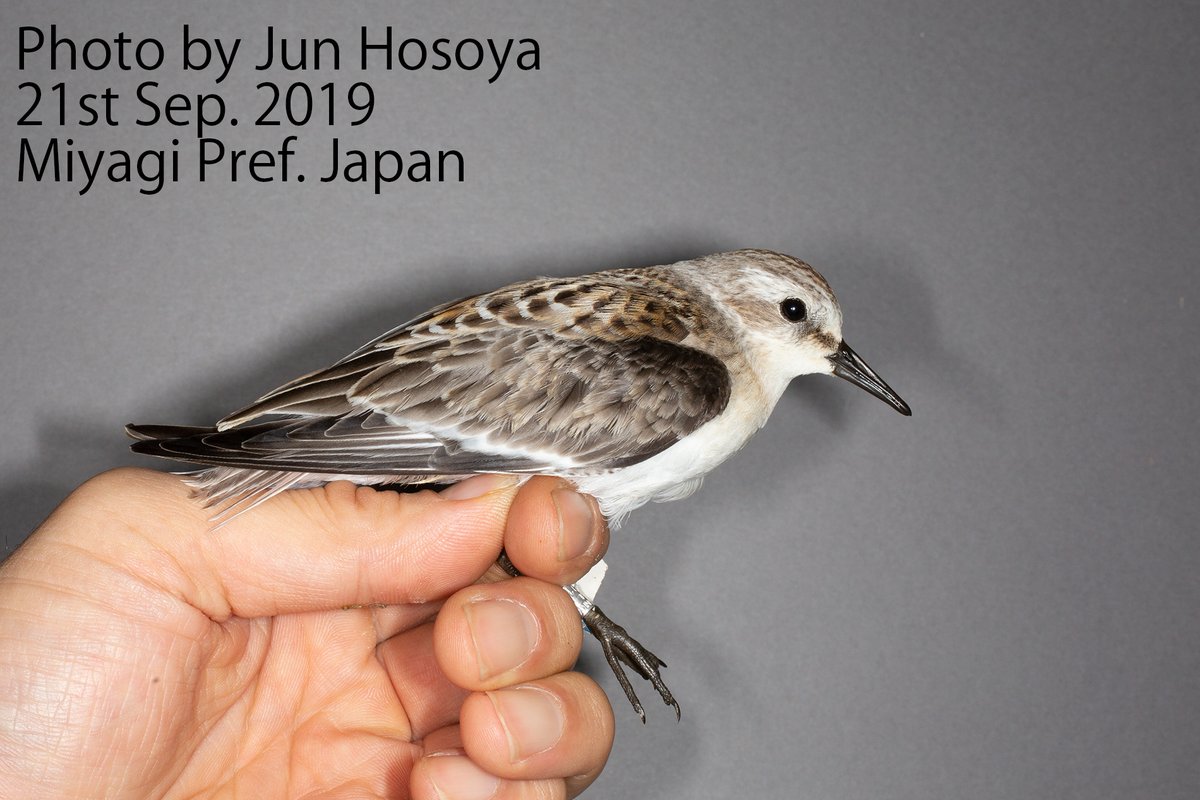 junhoso266's tweet photo. A Red-necked Stint resighted in Thailand! I captured this bird on 21st Sep 2019 at Torinoumi Miyagi Pref. Japan as Juvenil. On 12th Oct 2022, Mr. Thanakrit Khamsanoh resighted it in Baan Pak Talay, Ban Laem, Phetchaburi, Thailand. It has been 1117days and 4800 kilometres. https://t.co/2mKZygjiJt