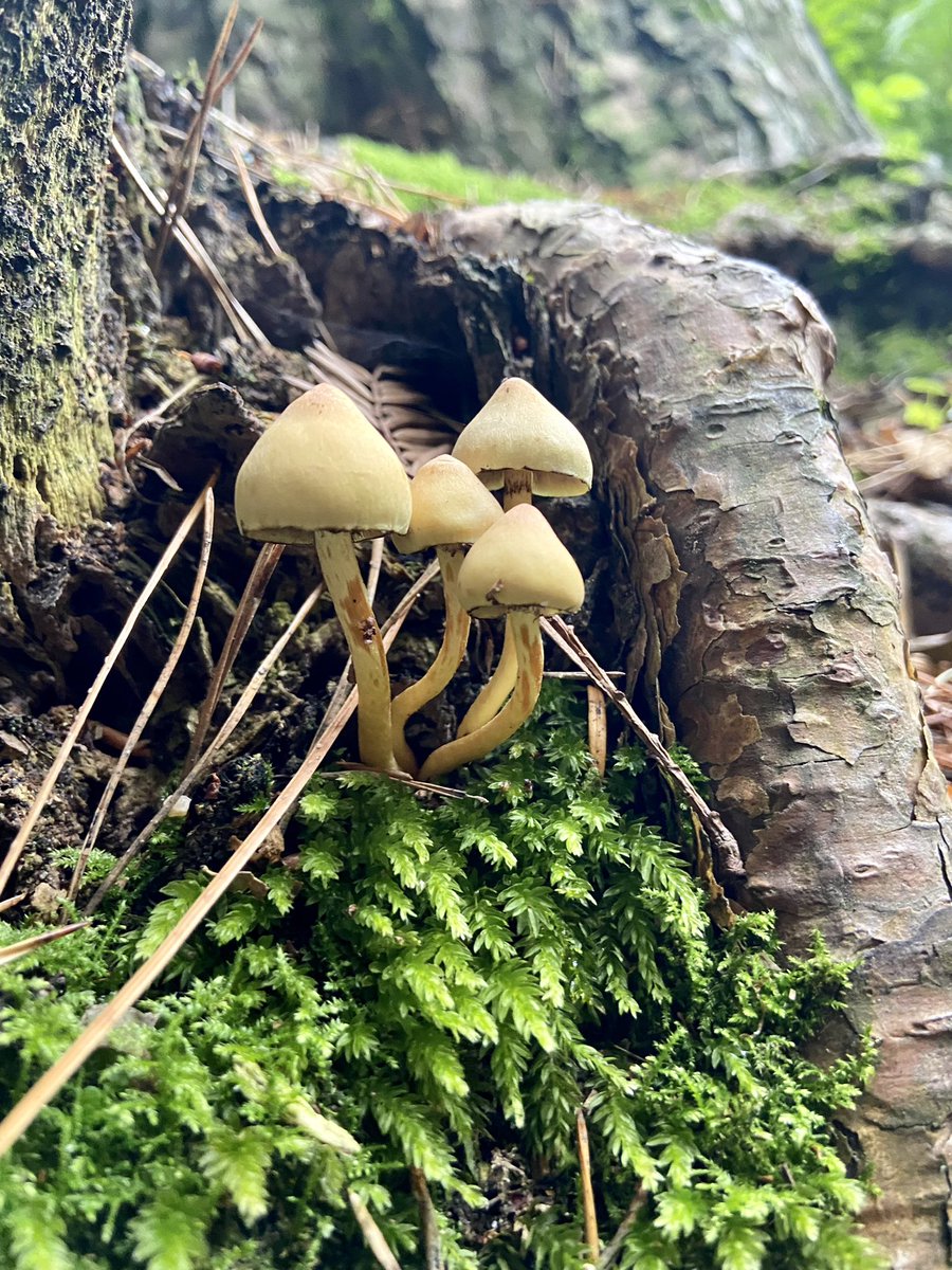 Herbst Schönheit in AltamontGardens. #herbst #altamont