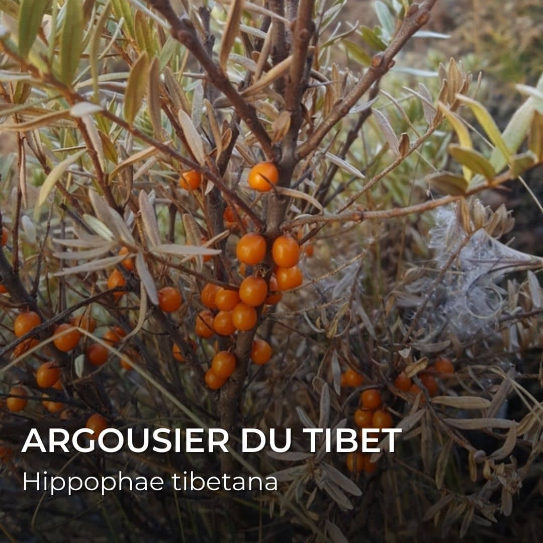 VegetalMonde's tweet photo. Connaissez-vous l'Argousier du Tibet (Hippophae tibetana) ? On connaît généralement l'#Argousier Commun. Mais ce n'est pas le seul représentant du genre.
#plante #plantesmédicinales #nature #botanique https://t.co/QJh4nTs79f