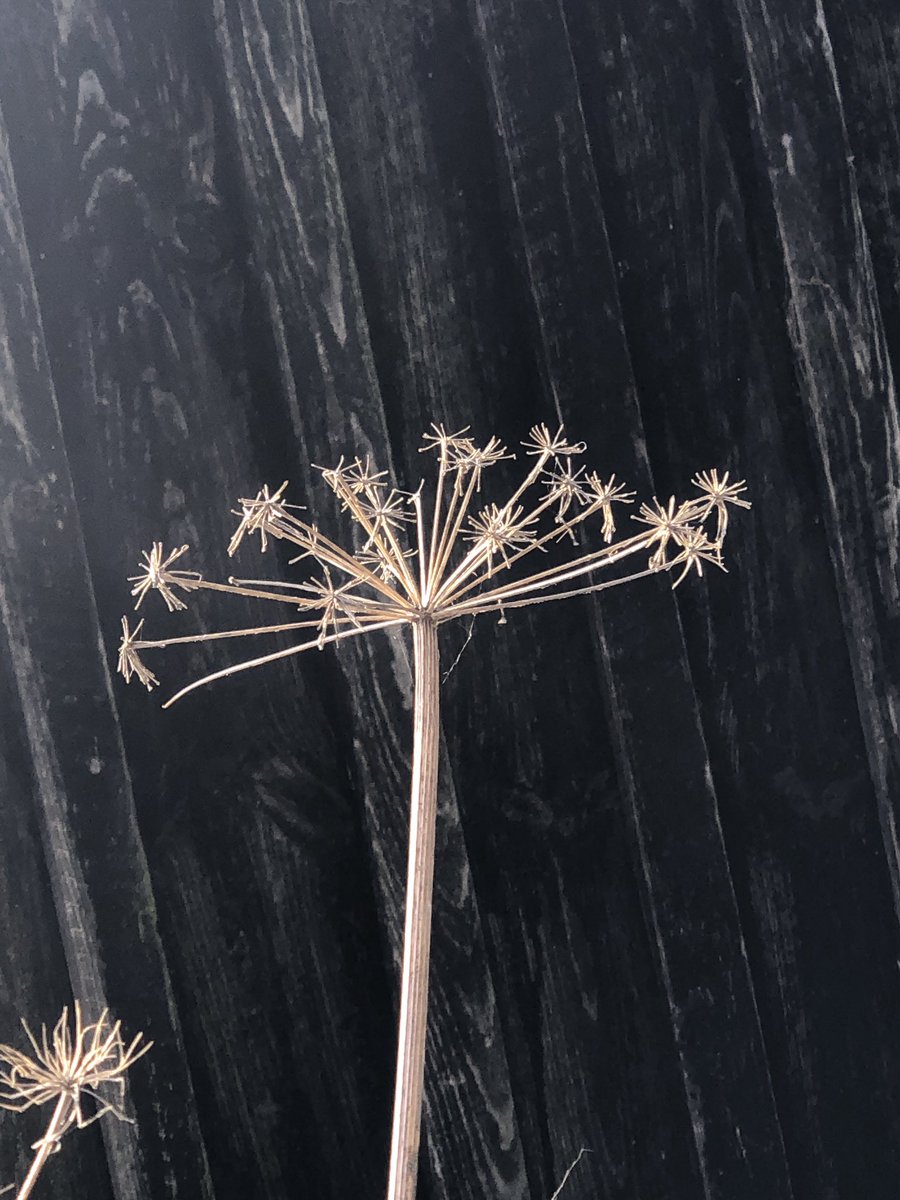 marktimmins's tweet photo. @hiutdenim #Dessication #ScottishBorders #ScotlandStartsHere #Scotland https://t.co/4gDFUfPZpR