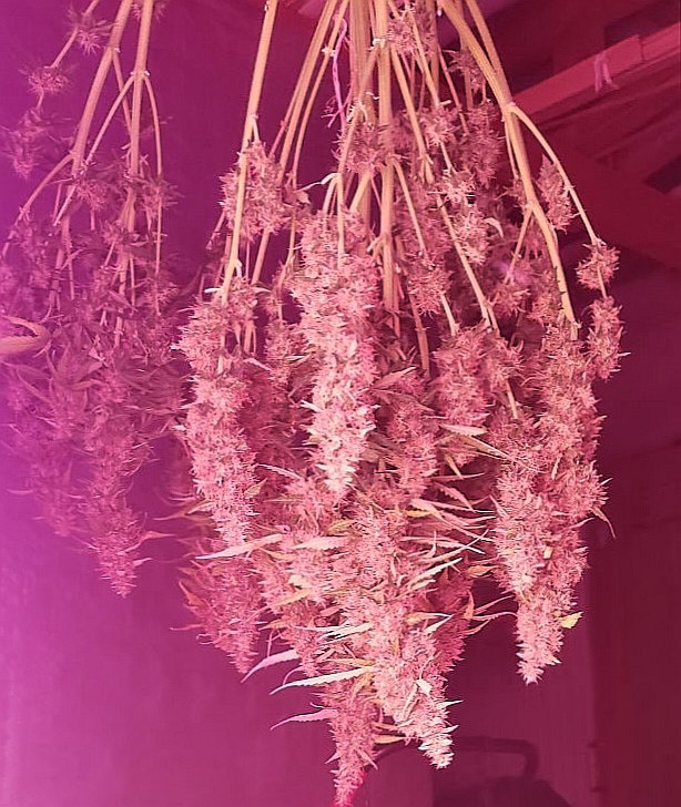 pyramidseeds's tweet photo. Anesthesia. Se trata de una planta compacta de tamaño medio con unas ramificaciones muy juntas. Se diferencia de su versión fotodependiente por tener un color más claro.
https://t.co/K7xeQJhddh
#stoners #hierbaseca #legalizabrasil #autocultivo https://t.co/VqUmH86yx4