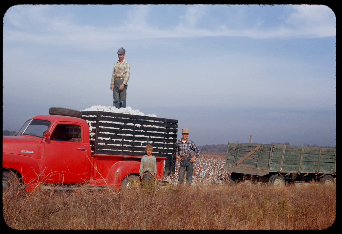 50sPhotosBot's tweet photo. Cotton pickers along US 67 near Tuckerman
1953-11-11
Tuckerman, Arkansas,  United States
Cotton picking along US 67 near Tuckerman
#Arkansas #Cotton https://t.co/e2VES66ett
