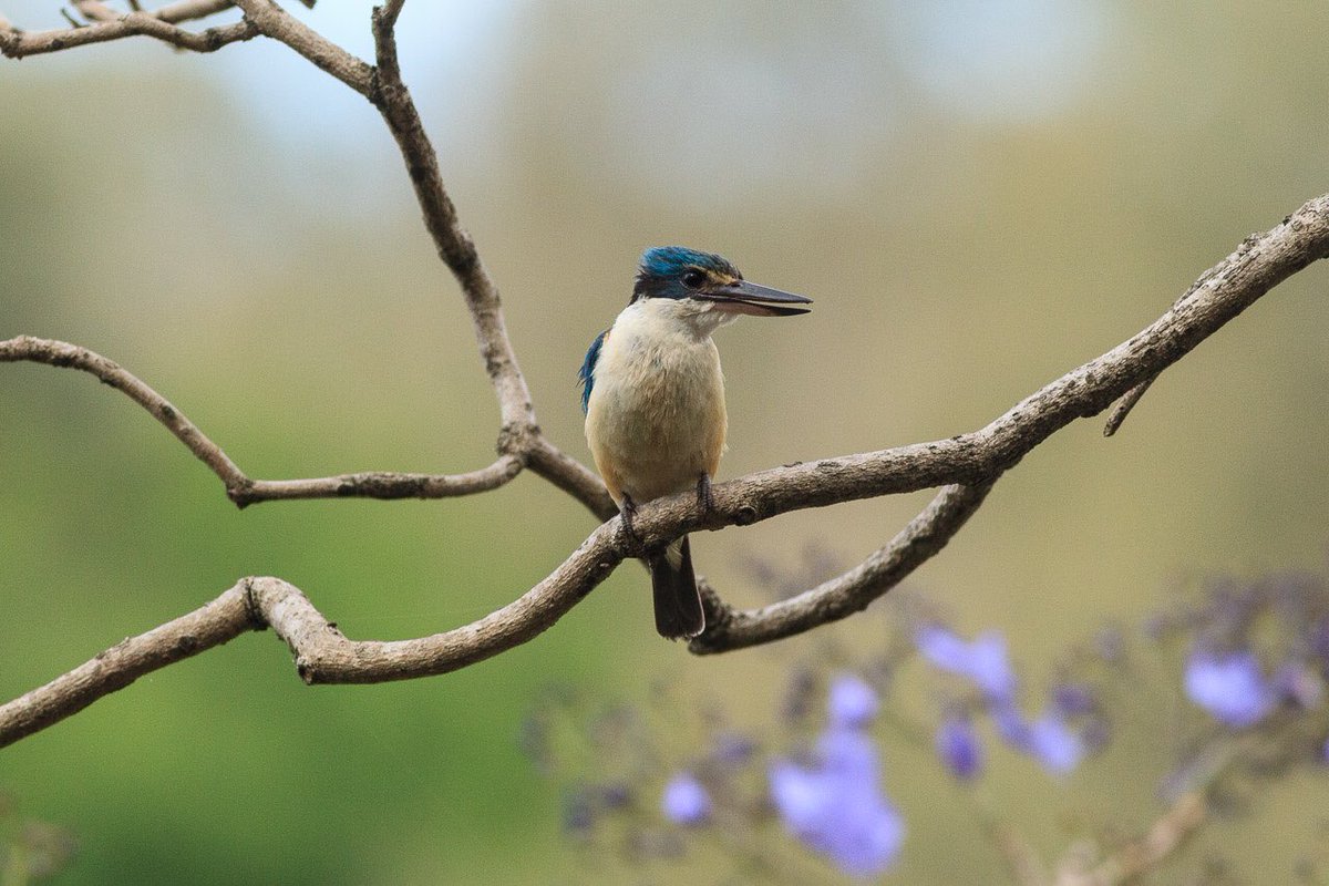 de_uql's tweet photo. Some birds on campus today. Mostly down by the river. #bird #WildOz https://t.co/SHSDNjUi88