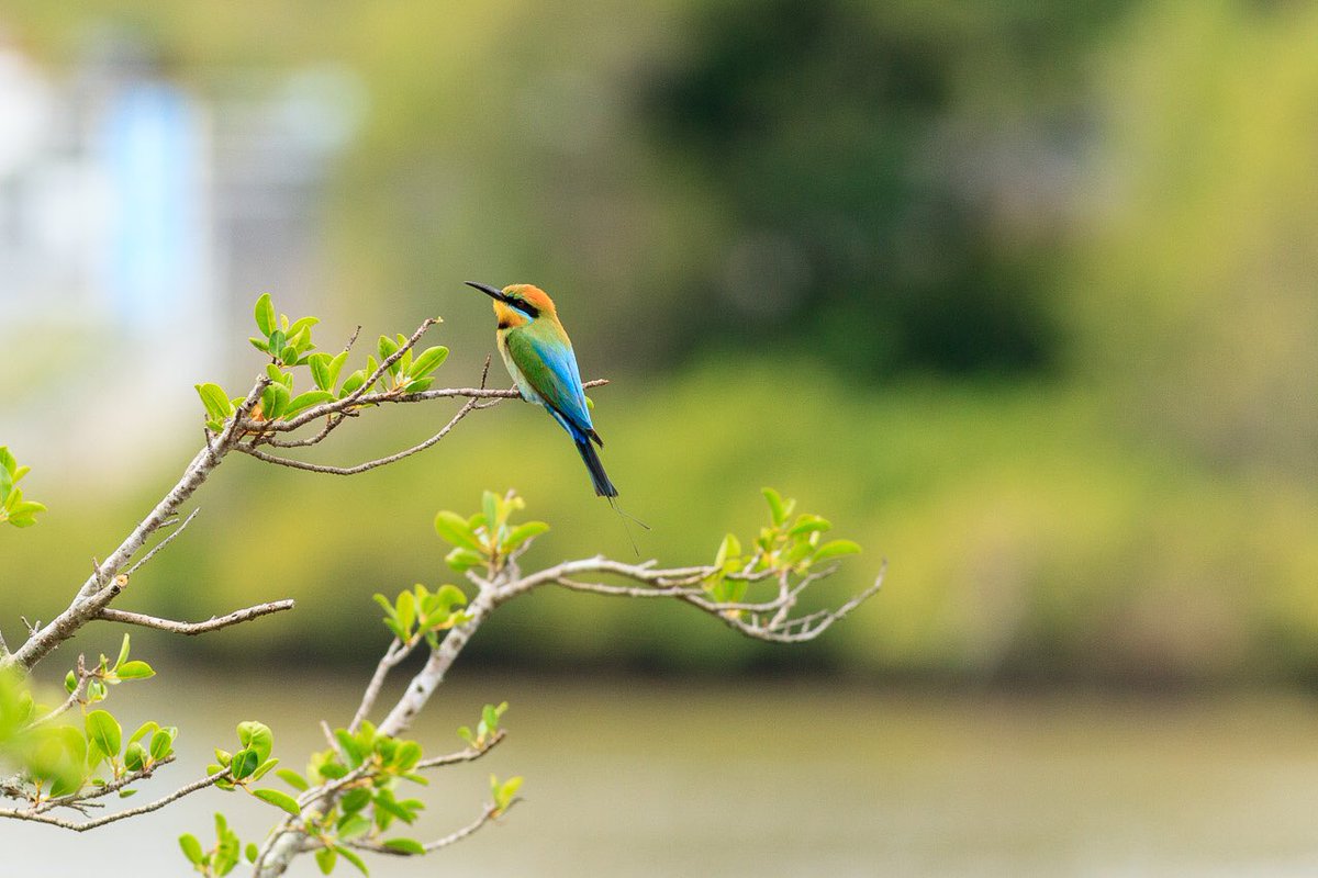 de_uql's tweet photo. Some birds on campus today. Mostly down by the river. #bird #WildOz https://t.co/SHSDNjUi88