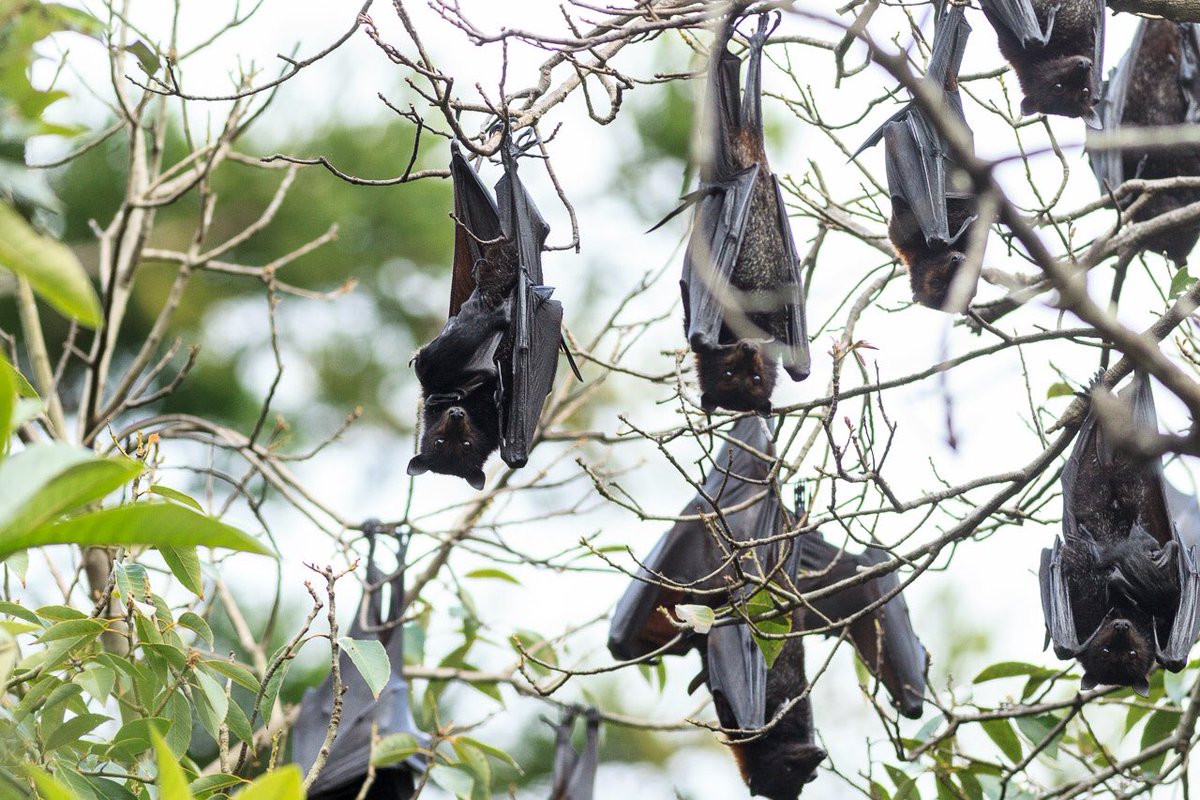 de_uql's tweet photo. Also Sky Puppies! (Aka Flying Foxes aka Fruit Bats) #WildOz #bat https://t.co/nZCHPFpDAE