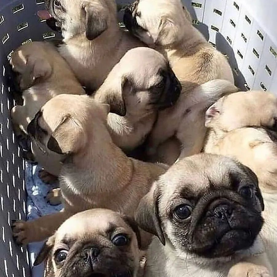 Does anyone want this basket ?? 😍 - 
 #pughugs #bubblebeccahat #puglife #instapugs