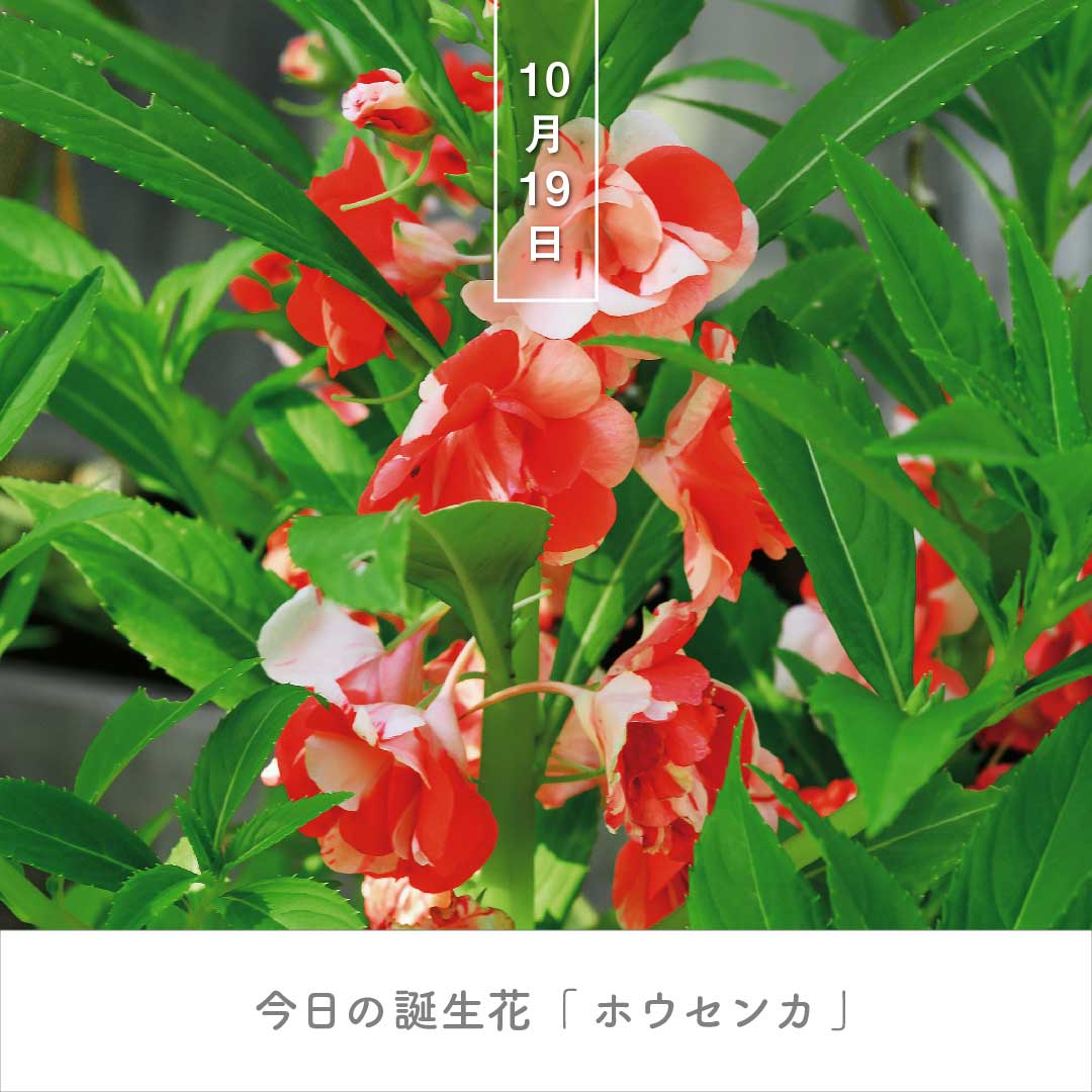 暦生活 こよみせいかつ 今日の誕生花は ホウセンカ 鳳仙花 花言葉は 私に触らないで です 開花時期は6 9月で 果実は熟すとひとりでに弾け 種を遠くに飛ばします 赤い色の花は 女の子が爪を染める遊びに使いました 誕生花日めくり