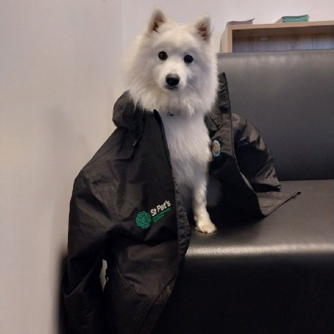 St Pat's tweet media