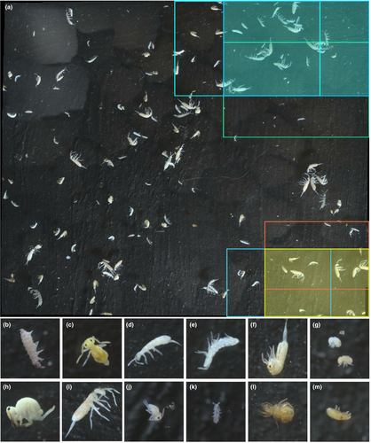 geobiodiversity's tweet photo. 🦠🪱 Individuals from #soil #invertebrate communities can now be rapidly counted, digitized &amp; identified thanks to "CollembolAI" - a brand new computer vision framework developed by scientists @Senckenberg, 
@uni_mainz, #TU_Dresden, @LOEWE_TBG 🔬📷

👉https://t.co/5Z66sxhHxU https://t.co/OhjquCjerw