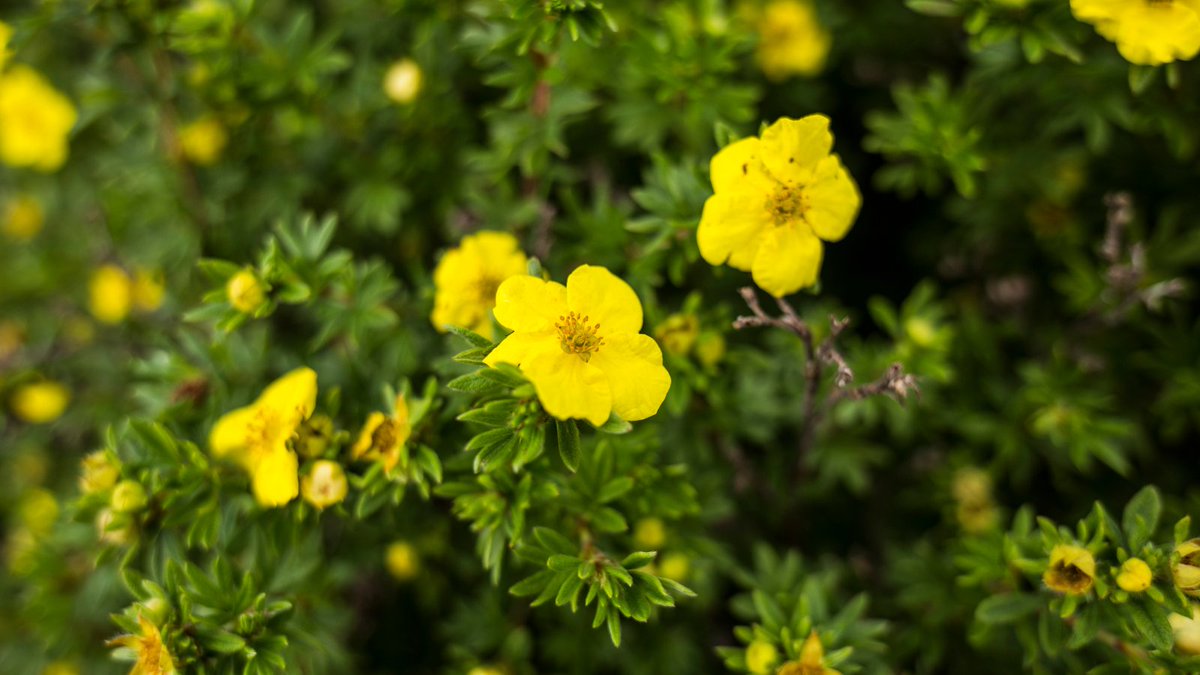 We've been treated to some lovely #sunshine and fresh, crisp air...the perfect planting day!☀️ Today it's sunny-yellow Potentilla - the perfect, hardy shrub with a long-flowering period!
#plantoftheday #autumn #tuesdaythoughts #gardeninspiration #gardeningtwitter