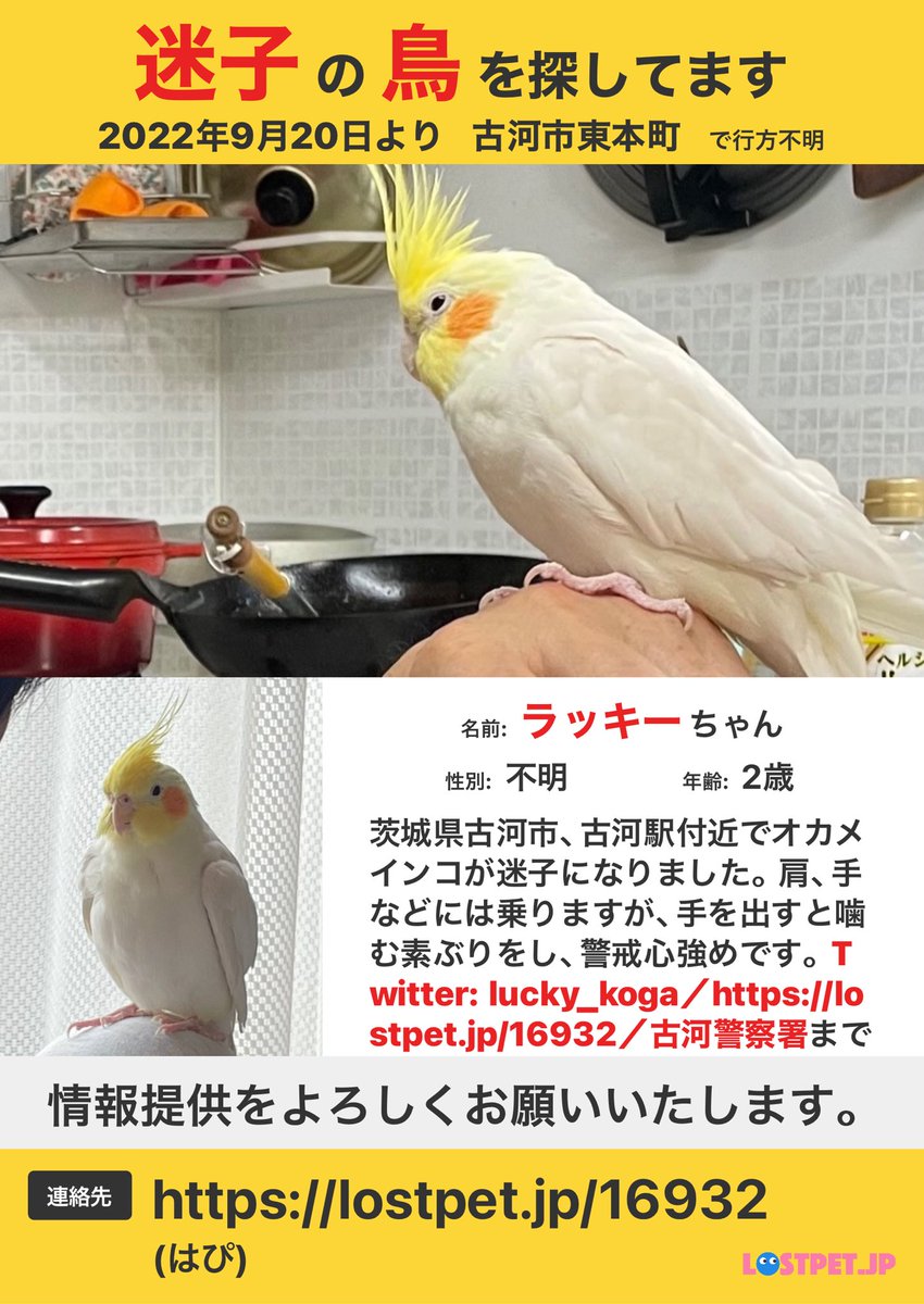 茨城県古河市 オカメインコを探しています tweet media