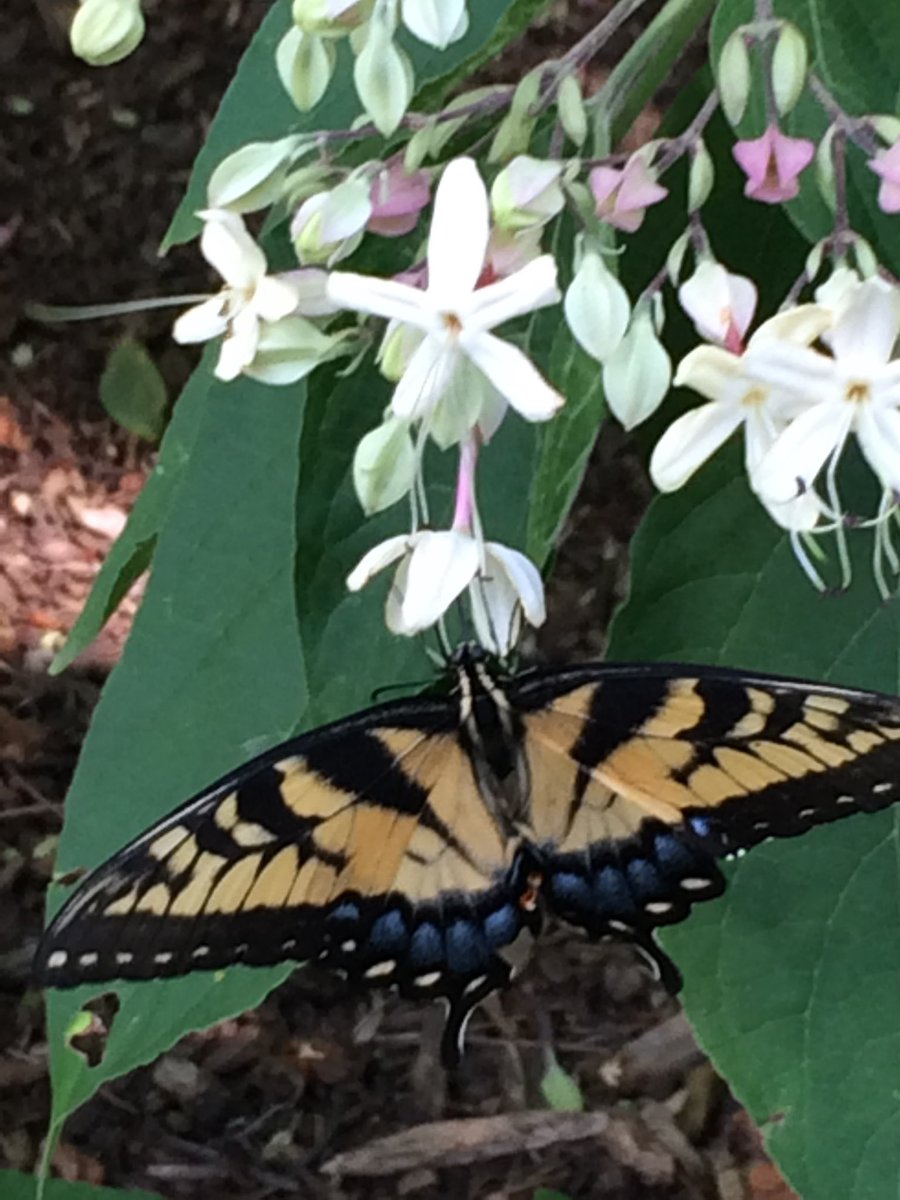 @LindaPeters64 @fionamusiclakes @gfreetraveler @4passports @LiveaMemory @Abfabtravels @GoodLifeWithIQ @chernorris @jenny_travels @CourseCharted @LisaRivera2207 @MadHattersNYC ❤️ from my #Butterflies to yours, Linda!
#Top4Theme #Top4Blooms