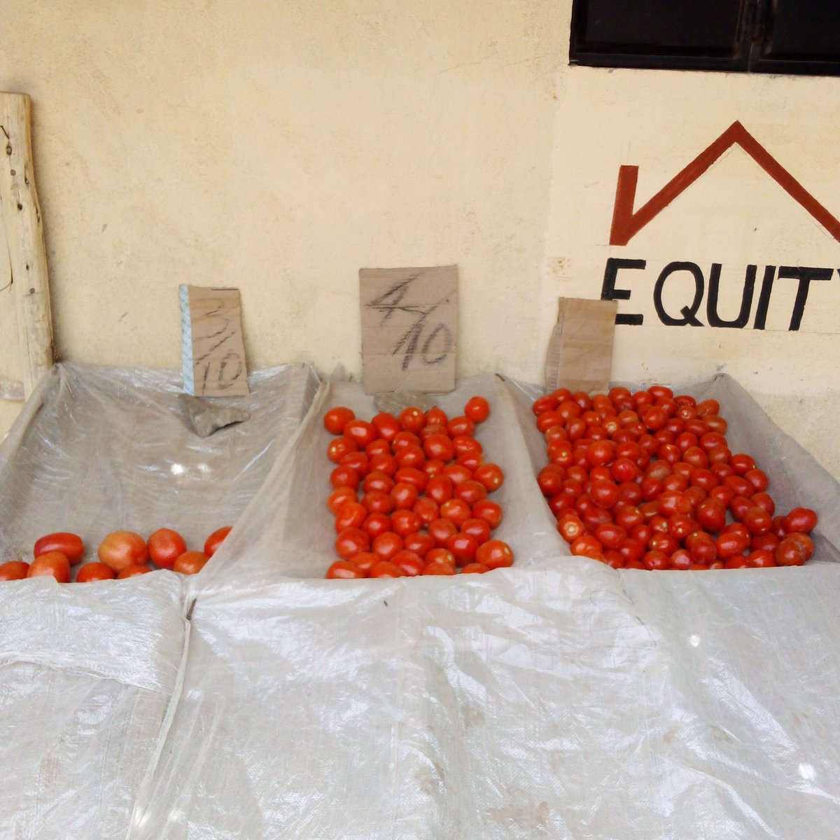 Mekatili_KE's tweet photo. Black Soldier Flies love eating worms found in Tomato and Avocado waste not to forget human stool. Such waste is more valuable when used in such farming unlike in raising pigs. More lessons are available from @MakongoCollege 
#SDGs @DeKUTkenya
#Orengo #Ambivert https://t.co/hmhpem1niC