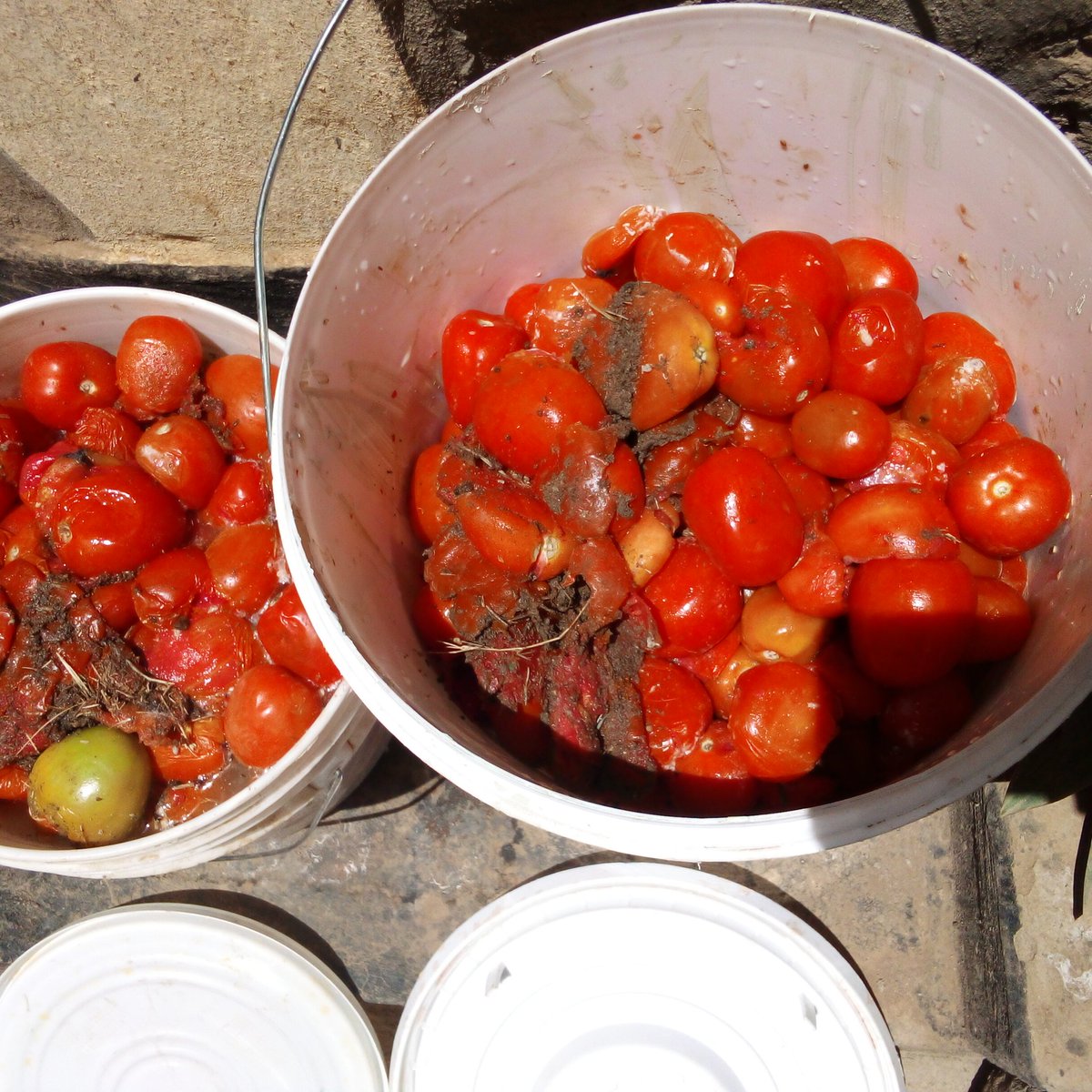 Mekatili_KE's tweet photo. Black Soldier Flies love eating worms found in Tomato and Avocado waste not to forget human stool. Such waste is more valuable when used in such farming unlike in raising pigs. More lessons are available from @MakongoCollege 
#SDGs @DeKUTkenya
#Orengo #Ambivert https://t.co/hmhpem1niC