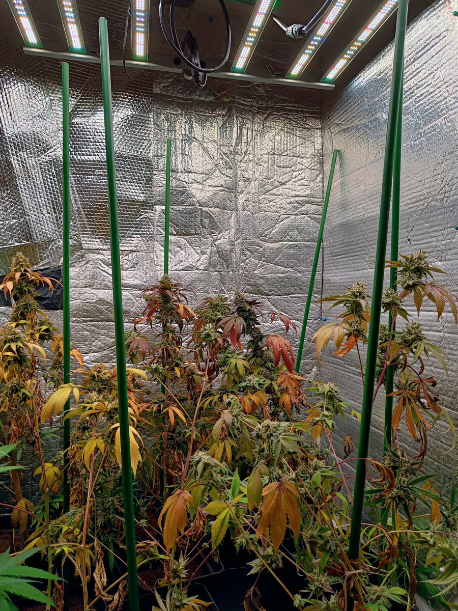 DarknessTHC's tweet photo. #FC4800 al 100% trabajando desde la 4r semana de floración @eleenwen @MarsHydroLight 

#Marshydro #LED #indoorgrow #ledindoor https://t.co/hbHwr7RzDs