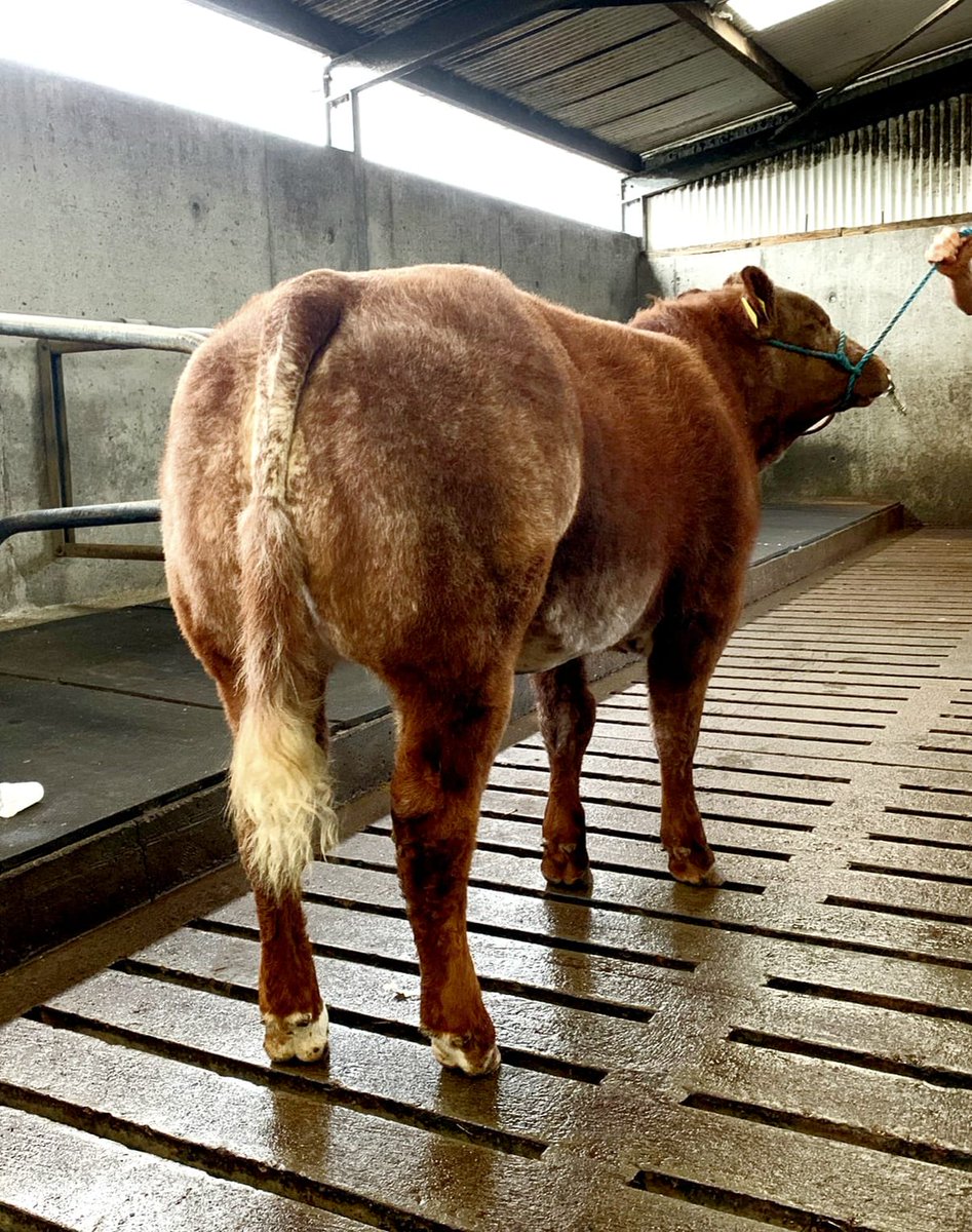 MunsterBovine's tweet photo. New Red BB7638 heifer 🔥 New Red should be used to produce top quality roads! This superb heifer will be sold tomorrow the 19th in Gortatlea mart. Bred by Antony Buckley 🔥#roans #Belgianblues https://t.co/VLFuHLlYXF
