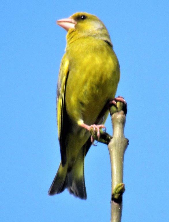 Greenfinch.
#birdphotography  #Birdwatching 
#wildlifephotography  #birding
#TwitterNatureCommunity