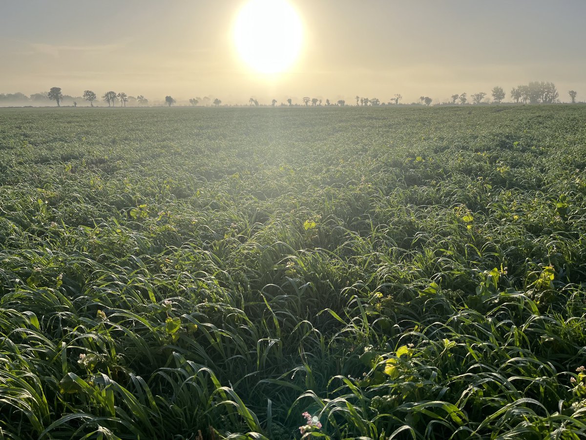 Really good winter cover crop , I was surprised by its progress this morning #covercrops #whytebros