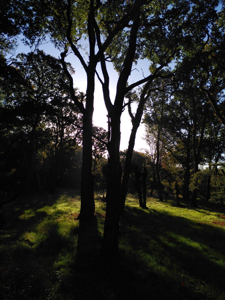 EppingForestHT's tweet photo. Lovely light in #EppingForest this morning #ChingfordPlain @CoLEppingForest https://t.co/R4WP7KBrYV
