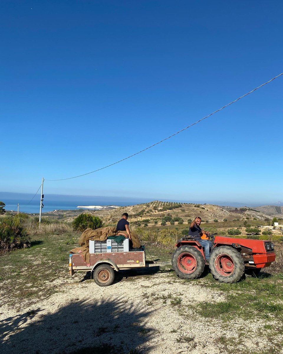 dannymccubbin's tweet photo. Getting ready for harvesting my olives here in #torresalsa I think that I will have enough #oliveoil for the whole year at #TheGoodKitchen https://t.co/34fOiIDCw9