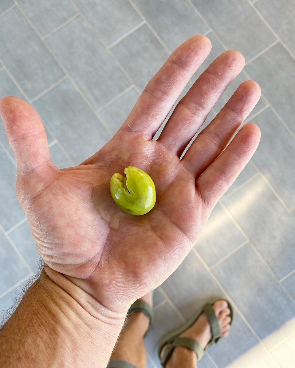 dannymccubbin's tweet photo. Getting ready for harvesting my olives here in #torresalsa I think that I will have enough #oliveoil for the whole year at #TheGoodKitchen https://t.co/34fOiIDCw9