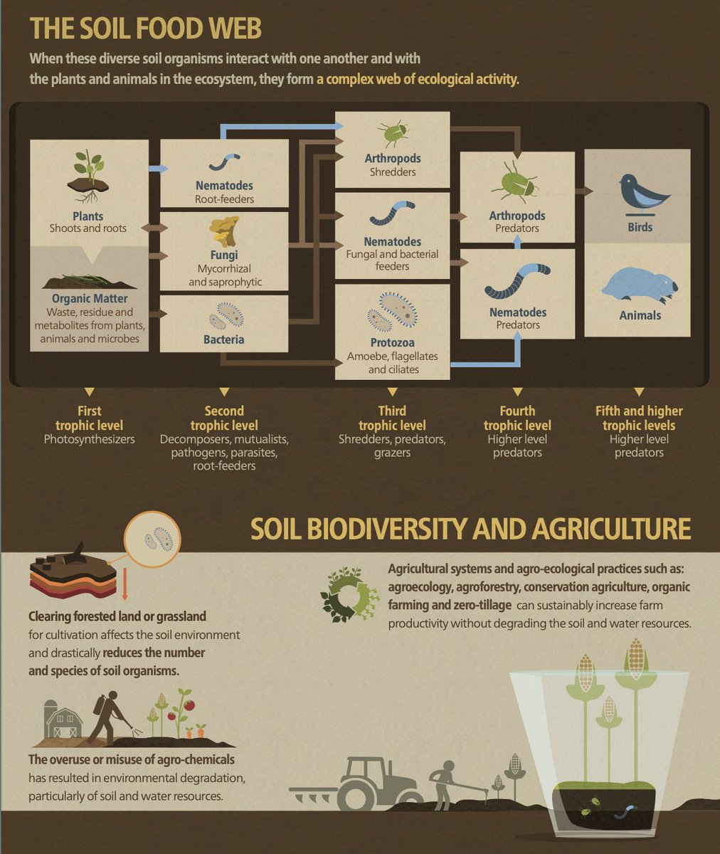 UNCCD's tweet photo. #DYK that #soil hosts 1/4 of Earth's #biodiversity? 

It is one of nature's most complex #ecosystems. Sustainable agro-ecological practices protect #soilhealth, so that its organisms can interact and support the global geocycles that make all life possible 

via @FAO #INited4Land https://t.co/dOHti4oITk