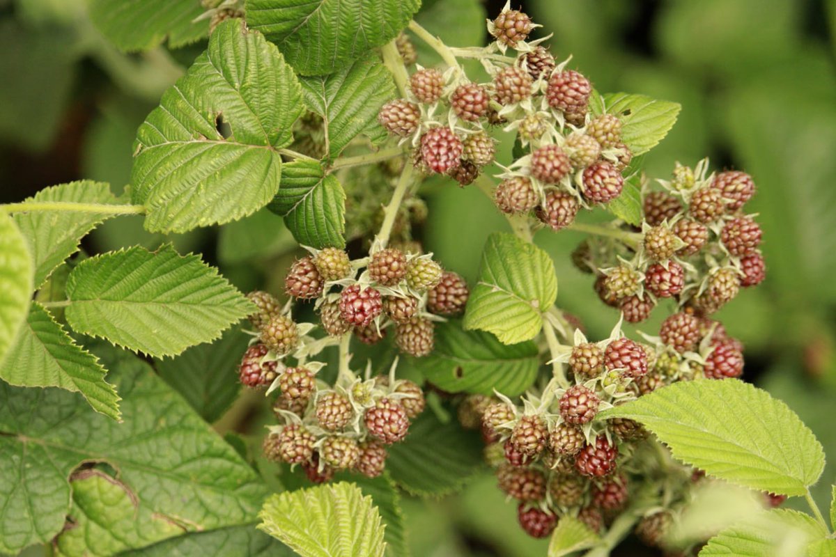 ChristopheUwiz's tweet photo. Imicyeri ! Uheruka kuryaho ? 

#Love #Nature 

#Strawbery #Fruits https://t.co/Wdzzr9QJ3b