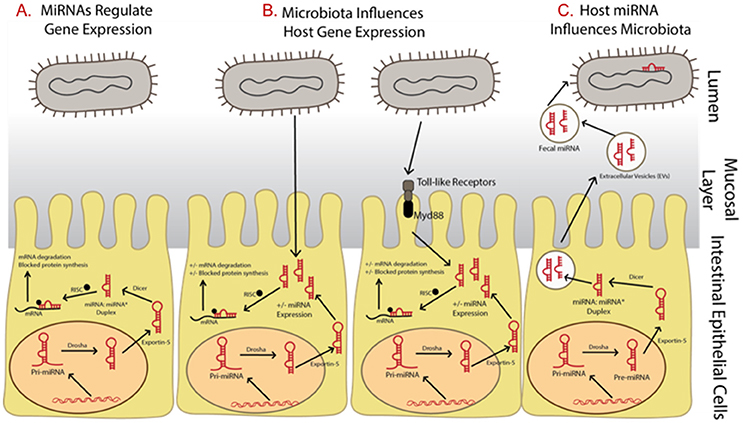 📰 Stool microRNA profiles reflect different dietary and gut microbiome patterns in healthy individuals
#miRNA #biospecimens 
➡️ Read more: bit.ly/3Czyfqc 
#WoM2022 #sibo #healyourgut #constipation #goodbacteria #HealthyEating