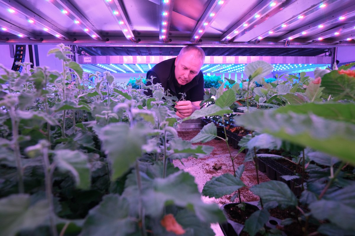 ForestryLS's tweet photo. We've been working with @IntelligentGS to see if we can use vertical farming to grow trees. 

Early results show that this technology could grow trees six times faster than traditional methods.

Learn more ➡️
https://t.co/jmJ7m3tbd4 https://t.co/f70xL73NuQ