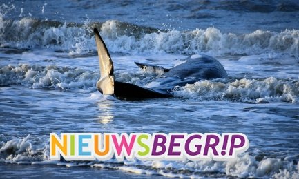 JeugdbiebNieuws's tweet photo. Deze week bij @Nieuwsbegrip: Aangespoelde orka bij Cadzand. 
En voor nog veel meer orka-weetjes neem je uiteraard een kijkje op https://t.co/SD9bz9dWKJ
#onderwijs #orka https://t.co/KSEEq9Fd4Y