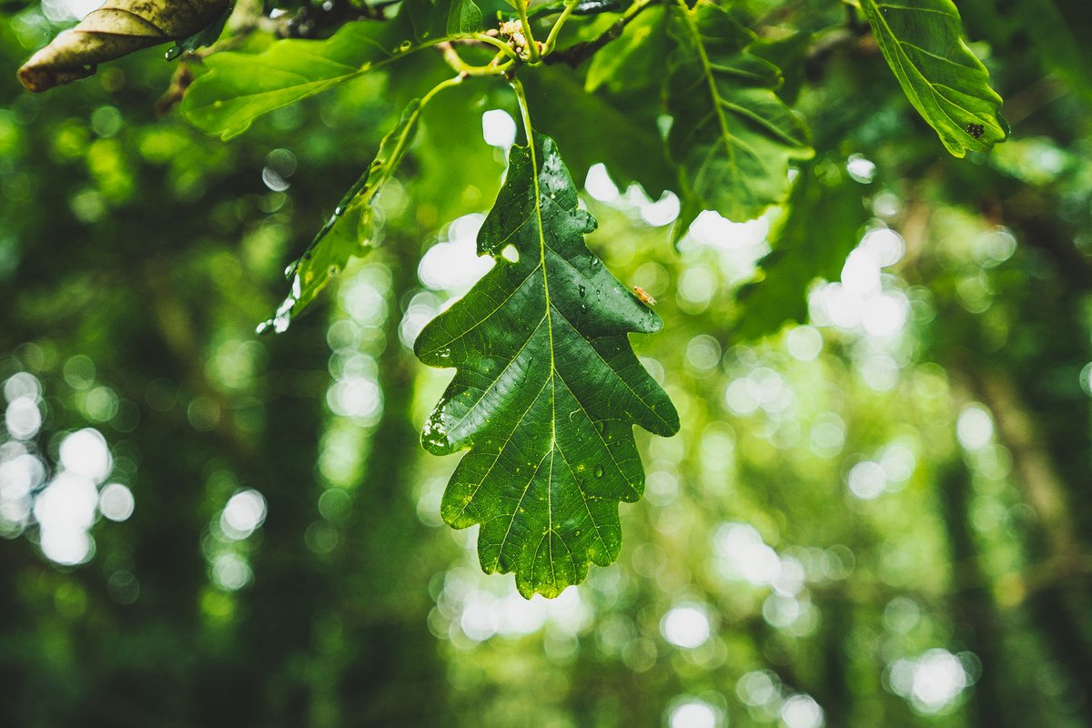 “Je ne puis regarder une feuille d'arbre sans être écrasé par l'univers.” - Victor Hugo #poésie #citation #nature