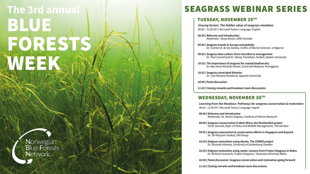 ProjectSeagrass's tweet photo. 🌱 @NBFNetwork is holding two seagrass webinars during their #BlueForestsWeek on Nov 29-30. International approaches to seagrass conservation will be discussed, including a talk on eelgrass restoration in Wales from @ZosteraR 

🌍 Learn more &amp; register: https://t.co/0cwoQjWHP4 https://t.co/bAsLB0PElm