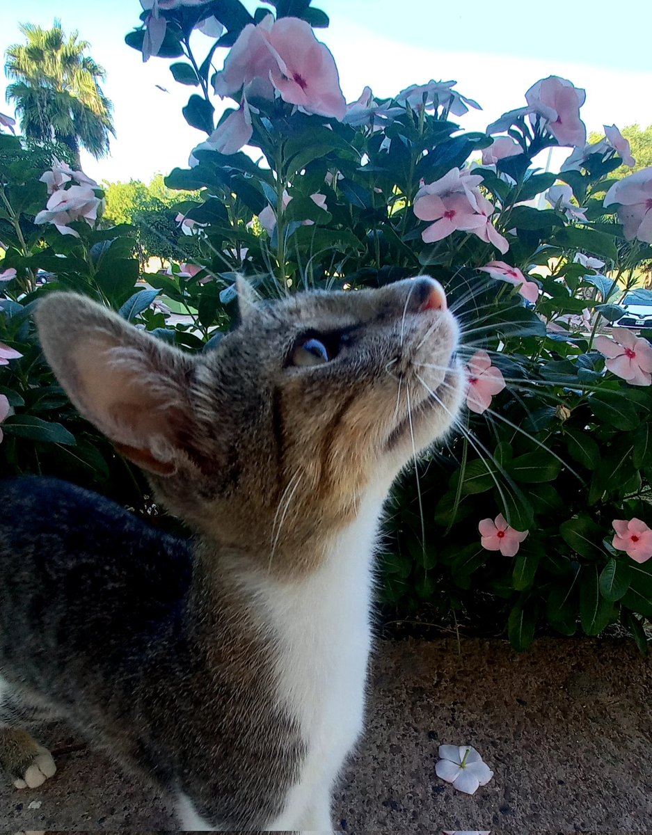 jesslazar's tweet photo. @literallymecats Not mine but university's one https://t.co/FIRci190YF