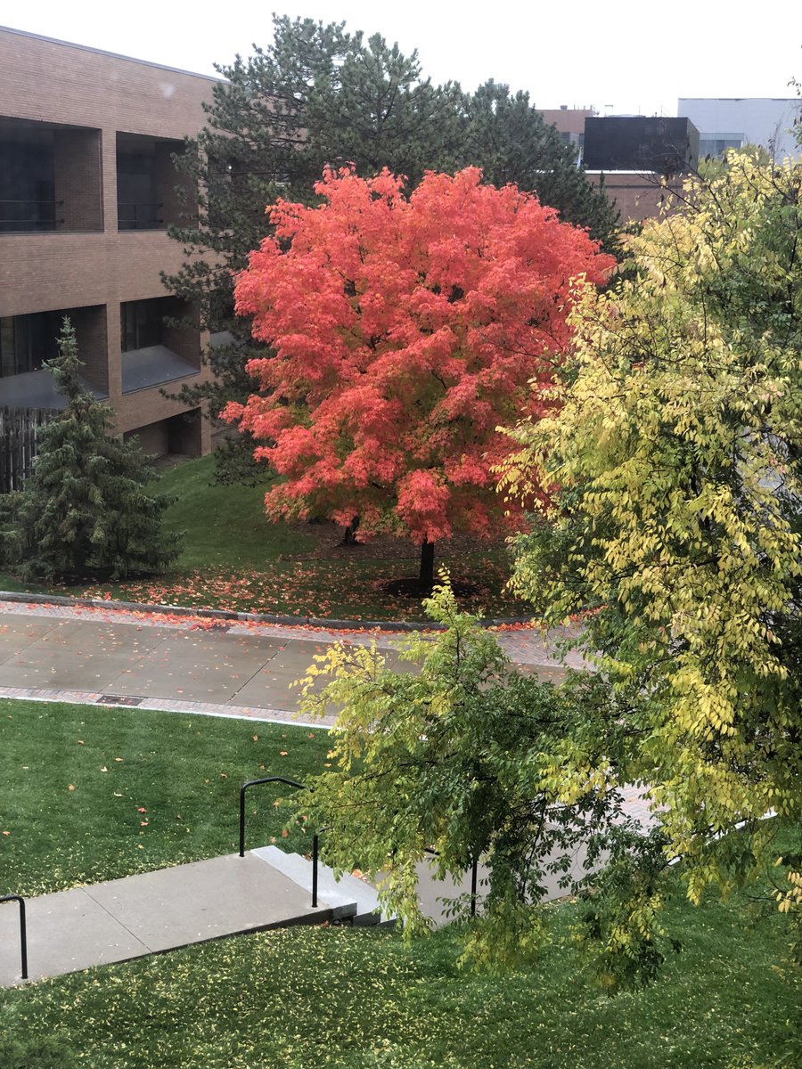 jptweb's tweet photo. First Class Foliage views from my office at RIT! Actually have a Fall this year, not just summer->winter. https://t.co/Op7O45wSgb