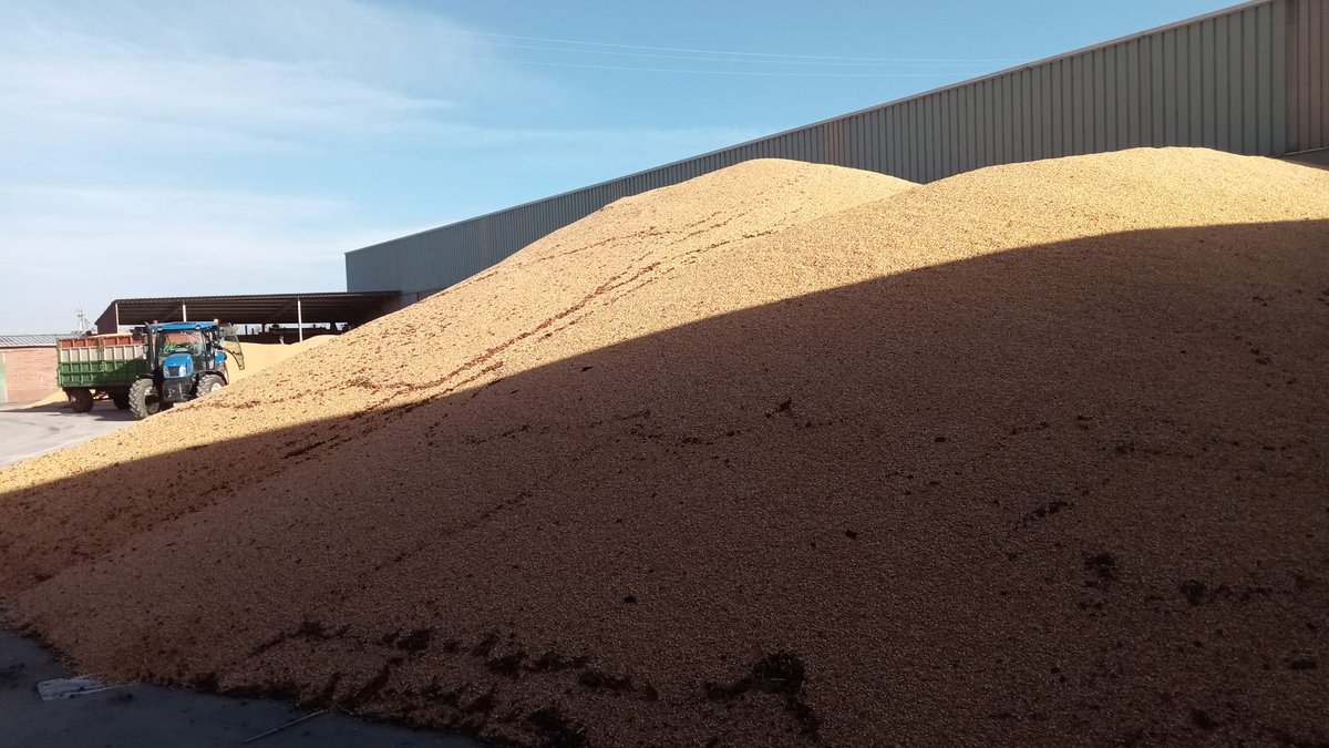 Prodelesa's tweet photo. ¡Ups!🤭 Con tanto jaleo, no os habíamos contado: ¡estamos a tope con la campaña del #maíz! 🚜 🌽 Las altas temperaturas y las escasas lluvias han adelantado esta inusual #campaña. 
Y es que está siendo un año en el que lo único certero es la incertidumbre. 😅
#prodelesa https://t.co/mpT1tWf0uF