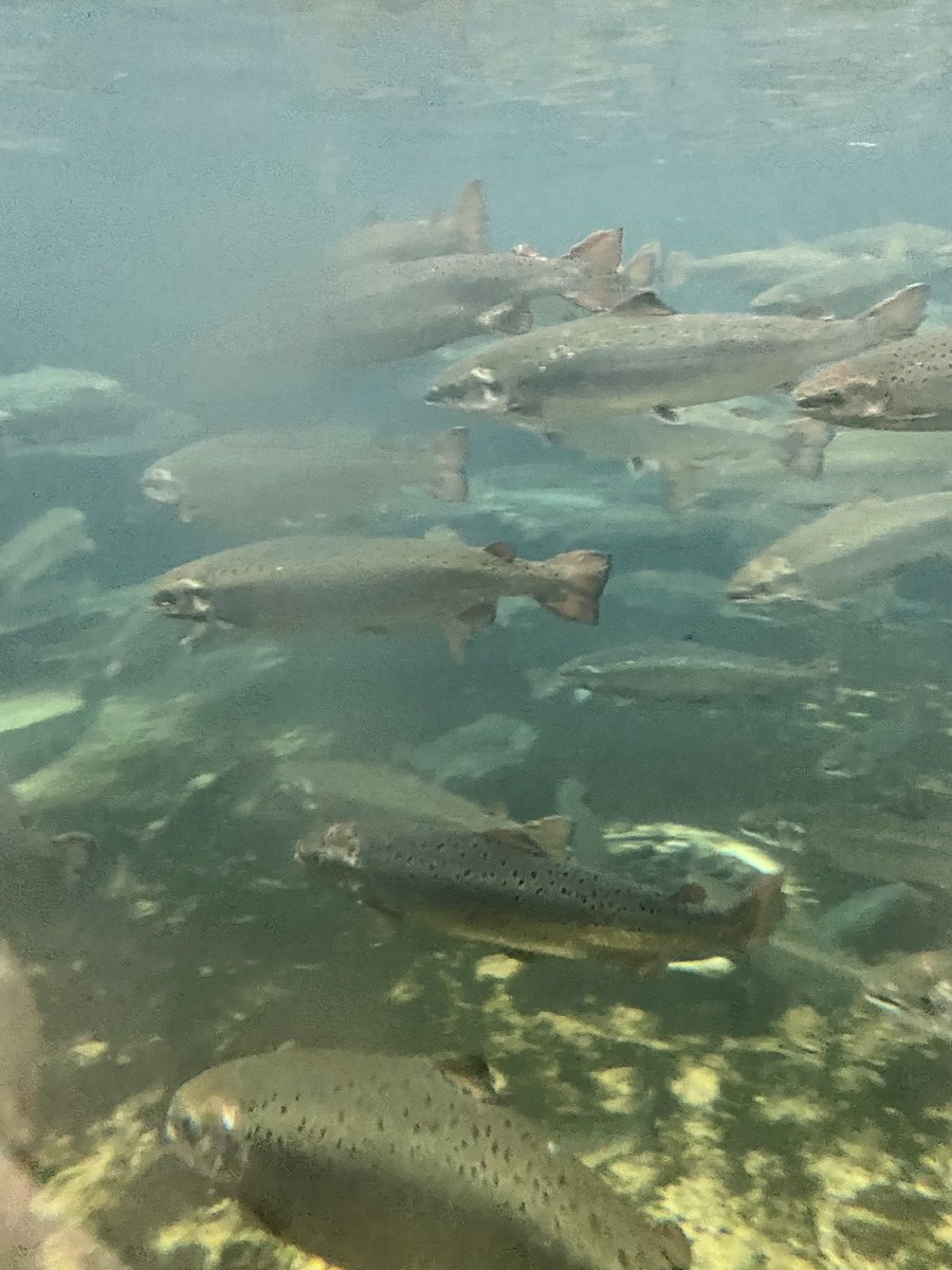 BHSOutdoors's tweet photo. @takemeoutside to @SalmonMiramichi to check out their Broodstock program... Env. Sci. Students witnessing science in action @DiscMiramichi @asdnnb @stemnorth https://t.co/4foWAvStoQ