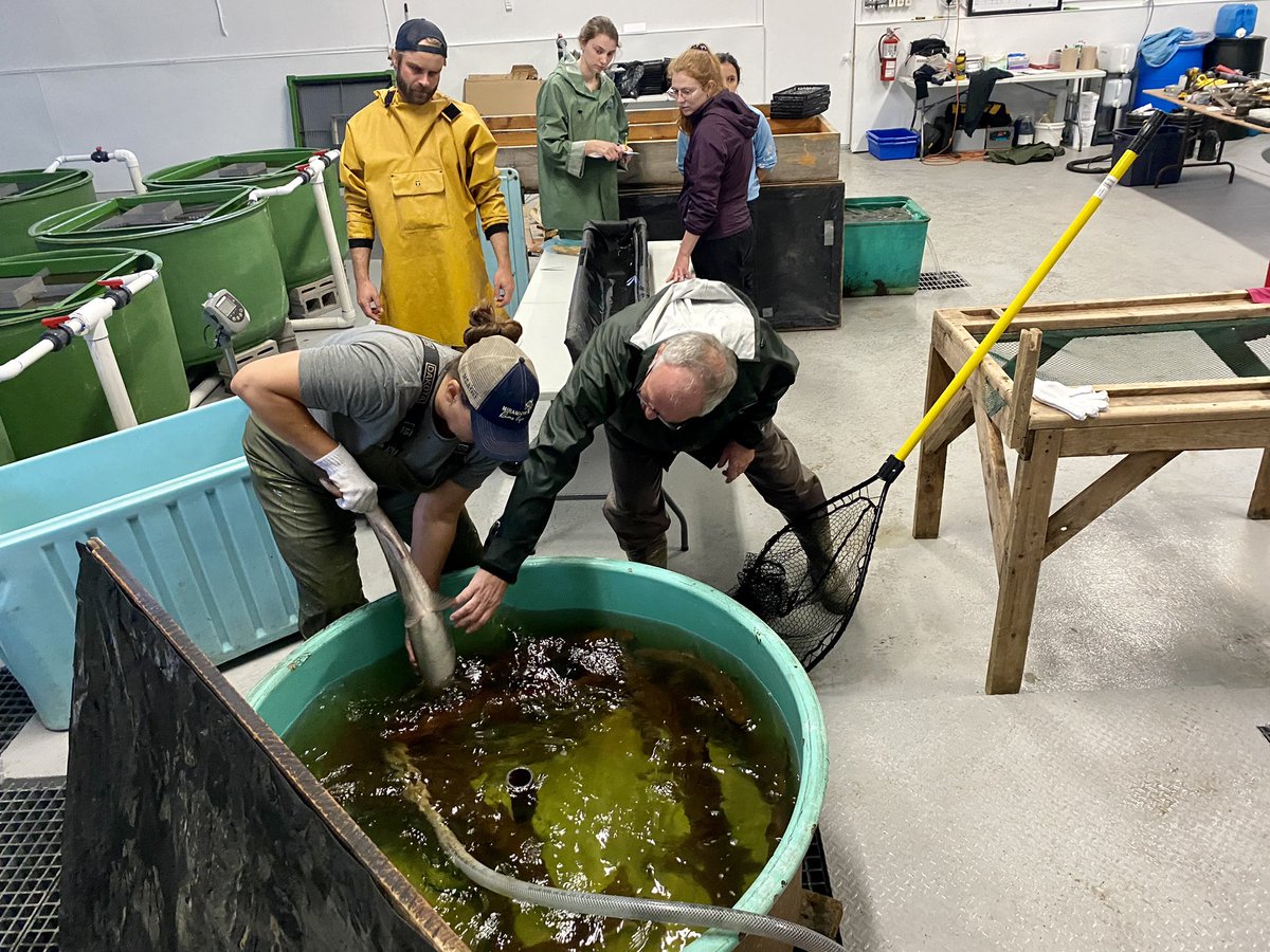 BHSOutdoors's tweet photo. @takemeoutside to @SalmonMiramichi to check out their Broodstock program... Env. Sci. Students witnessing science in action @DiscMiramichi @asdnnb @stemnorth https://t.co/4foWAvStoQ