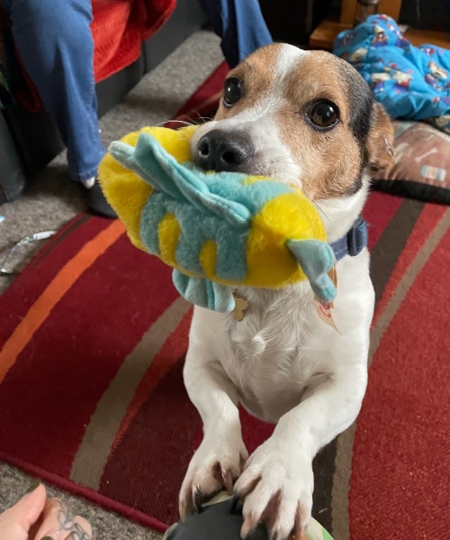 Please retweet @CinnamonTrust are looking for a walker near #Nanpean, in the #StAustell area, #Cornwall Timmy is a friendly Jack Russell, his owner needs support while she recovers from an injury. Contact 01736 758701 or 01736758707 cinnamon.org.uk/volunteers #dogs