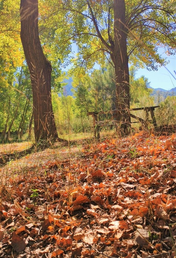 MeteOrihuela's tweet photo. ¡#Otoño instalado en el interior sureste #PenínsulaIbérica! No obstante, los lugareños apuntan a que el máximo esplendor se dará dentro de un par de semanas. Mediados #octubre2022 en el entorno del #RíoSegura a su paso por #LaGraya, en #Yeste (#Albacete). Imágenes: @MeteoHellin. https://t.co/KAeOmou0Ll